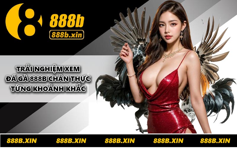 Trải nghiệm xem đá gà 888B chân thực từng khoảnh khắc